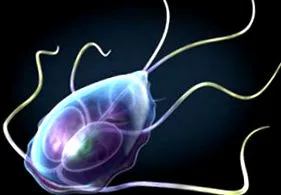 uman paraziți