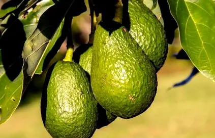 avocado avocado