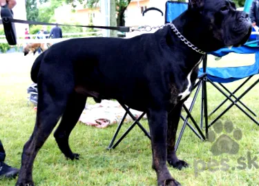 barbă cane