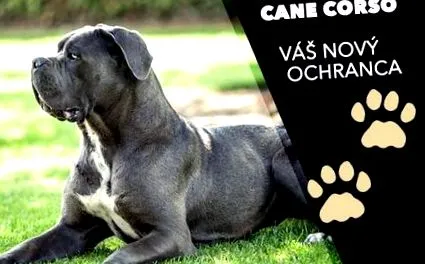 corso