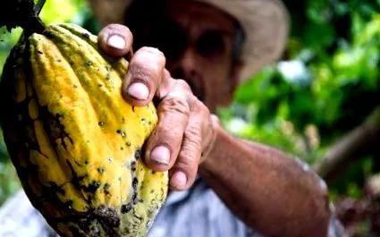cacao cacao