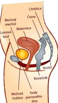 mușchii pelvisului