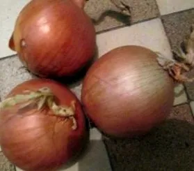 cepei sănătoasă