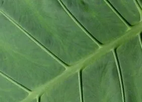 lopata lopata