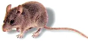 dezinfectare