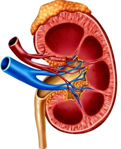 endocrine endocrine