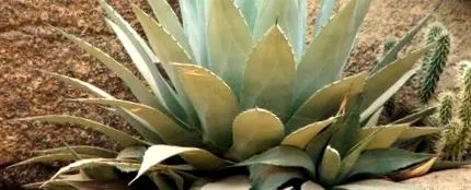 agave îndulcitor