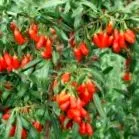goji chineză