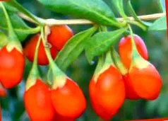 goji
