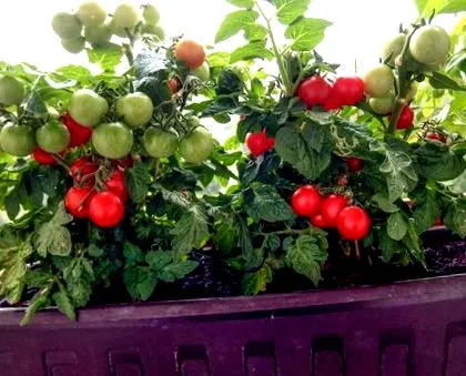 фитнес рецепти