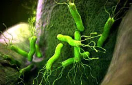 pylori helicobacter
