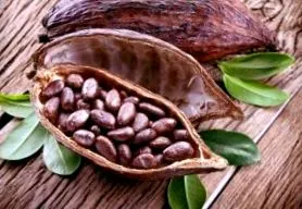 cacao efecte