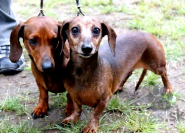 dashshund