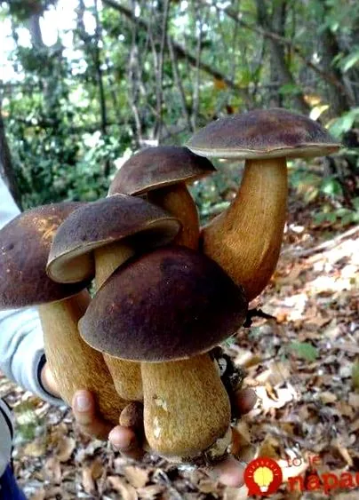 ciuperci multe