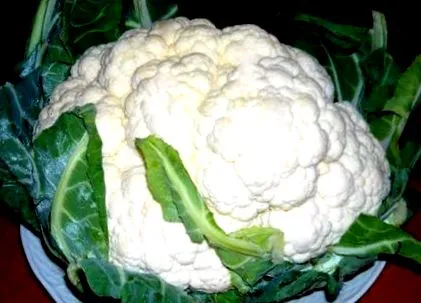 dietă