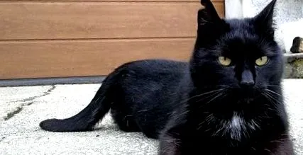 animalelor