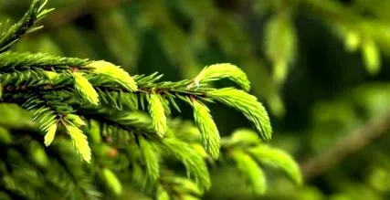 primăvară