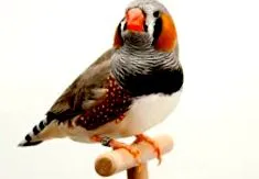 amadini