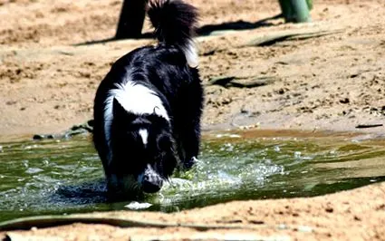 câine