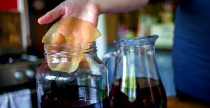 vindecător kombucha