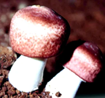 agaricus ciupercă