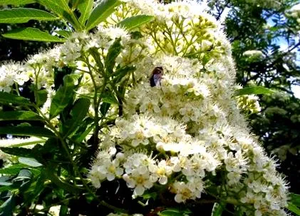 florilor