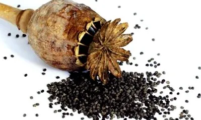 papaver papaver