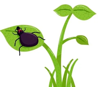 bolii Lyme
