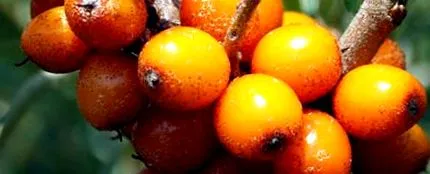 fructe