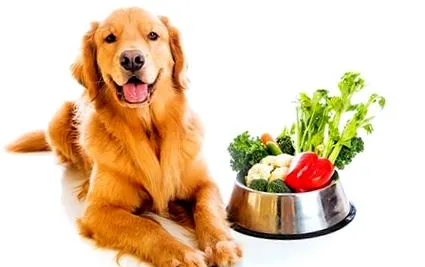 vegane vegane