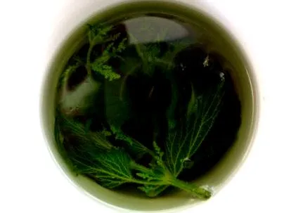plante