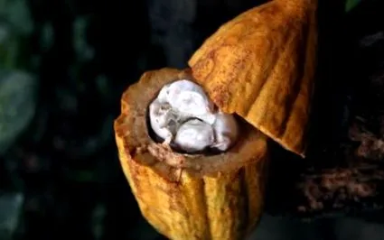 ciocolata
