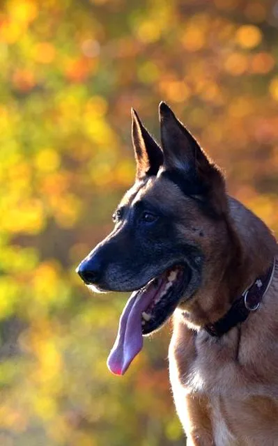 cancer uter medic veterinar