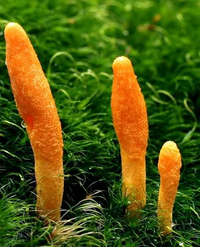 cordyceps