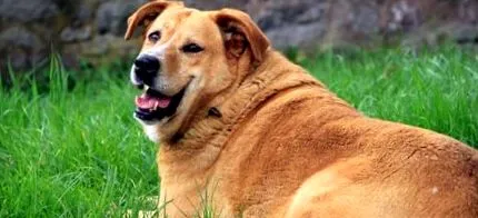repede obezi