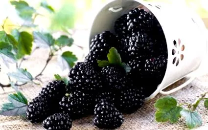 blackberry îmbătrânirea