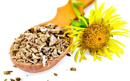 inula inula