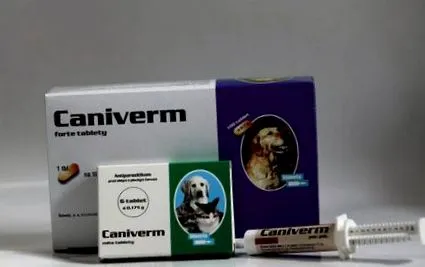 câinilor câinilor