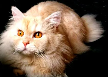 котките