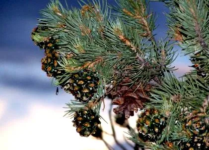 crocante fructe uscate