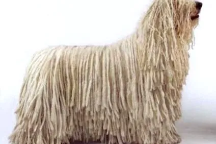 câine komondor
