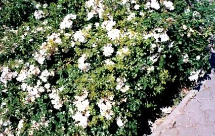 astfel încât cultivarea