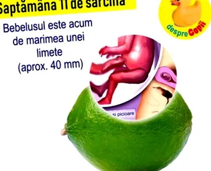 týždni tehotenstva