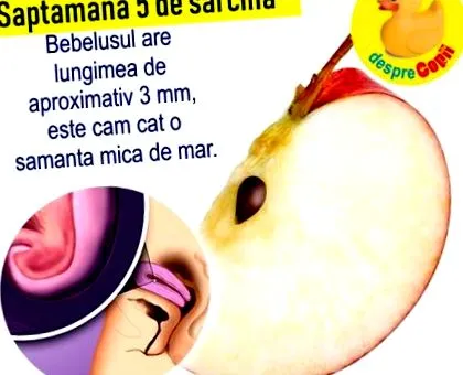 babát hete