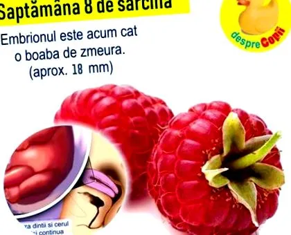 akkora mint terhességi