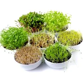 avantajele germinate