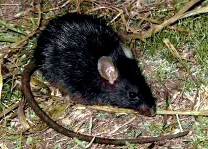 rozătoarelor