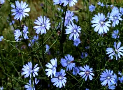 chicory story