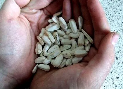 floarea-soarelui proteine