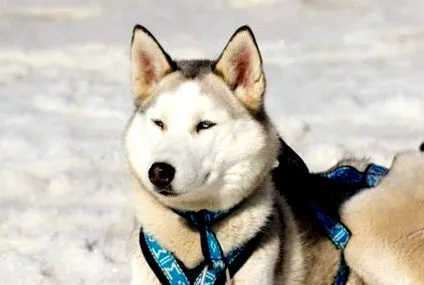 Husky-ul siberian